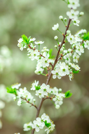 Delicate white flowers bloom on slender branches with fresh green leaves, set against a softly blurred background, suggesting the gentle arrival of spring and the beauty of natureの写真素材
