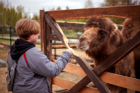 A person with short hair and a gray jacket feeds a camel through a wooden fence. The setting appears to be outdoors, possibly in a wildlife or animal park. The camel leans forward eagerlyの写真素材