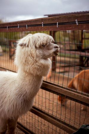 White fluffy animal stands behind a wire fence, its woolly fur covering its eyes. The foreground creature's curious head peeks through the grid, with another brown animal behindの写真素材