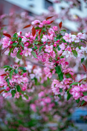Pink flowers in full bloom cover tree branches with green leaves. Bright blossoms stand out against a soft-focus background, creating a vivid, natural, and lively spring sceneの写真素材