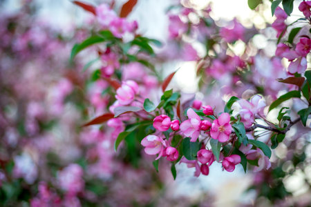 Pink flowers in full bloom on branches with green leaves, some buds are visible. Several flowers are partially blurred in the background, creating a soft, dreamy effectの写真素材
