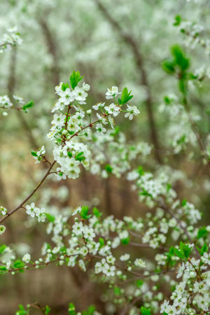 Delicate white blossoms on thin branches with vibrant green leaves symbolize spring renewal. The soft focus backdrop enhances the floral display, creating a serene scene of natural beautyの写真素材