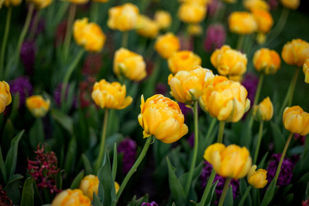 Yellow tulips in bloom with hints of purple flowers among lush green leaves, creating a vibrant and colorful garden scene, with a soft, blurred background highlighting the flowersの写真素材
