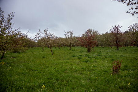 Rows of blossoming trees in a lush green orchard, under an overcast sky, dotted with small yellow flowers. No text is present. Tranquil and serene natural landscapeの写真素材