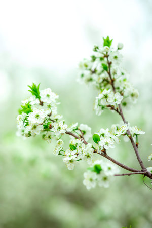 Branch adorned with delicate white blossoms and vibrant green leaves against a softly blurred natural backdrop. The composition exudes freshness and the essence of springtimeの写真素材