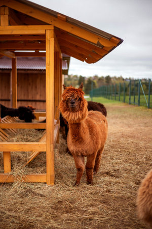 Alpaca stands on straw near wooden shelter, surrounded by a fenced field. It has fluffy brown fur and a tranquil expression. Other alpacas visible in the shelter, cloudy sky aboveの写真素材