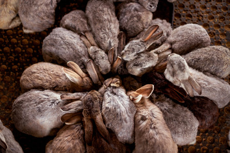A group of rabbits huddled together in a circular formation, displaying various shades of fur, ranging from light brown to dark gray, against a textured surface creating a harmonious sceneの写真素材