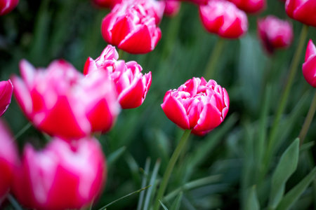 Vibrant pink tulips with distinct white edges bloom in a garden. The image focuses on a few sharp tulips, while others are softly blurred, creating a dreamy and colorful atmosphereの写真素材