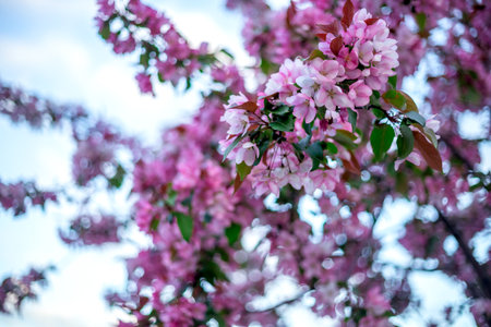 Pink and white blossoms cluster on tree branches, surrounded by lush green leaves. The focus is on the foreground, creating a contrast with the blurred backgroundの写真素材