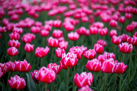 Vibrant field filled with pink tulips in full bloom, with green stems visible beneath. The blossoms are lush and densely packed, creating a mesmerizing and colorful floral sceneの写真素材