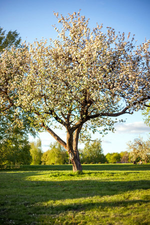 Blooming tree with white flowers stands in a sunlit grassy field, surrounded by lush green foliage....