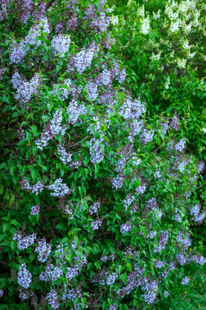Blooming lilac bushes with lush clusters of purple and white flowers, surrounded by vibrant green leaves. The dense foliage creates a rich tapestry of natural beauty and color contrastの写真素材