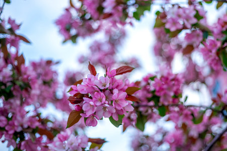 Pink blossoms cluster on tree branches, surrounded by lush green leaves. Soft focus is used for the...