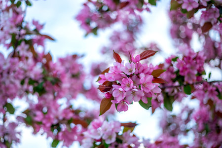 Pink and white blossoms fill the scene, accented by fresh green leaves. The delicate flowers cluster...