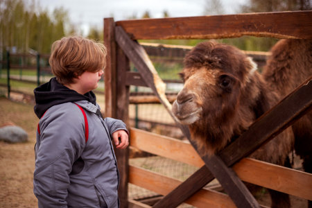 Child in gray jacket observes a brown camel standing behind a wooden fence. The background has blurred greenery and more fenced areas, creating a peaceful zoo or farm-like settingの写真素材