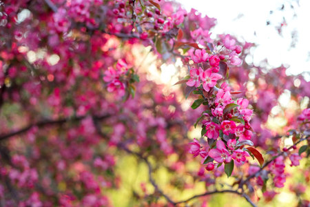 Pink blossoms densely cover the branches of a tree, creating a vibrant display against a softly focused background. Sunlight filters through, enhancing the vivid colors of the petalsの写真素材