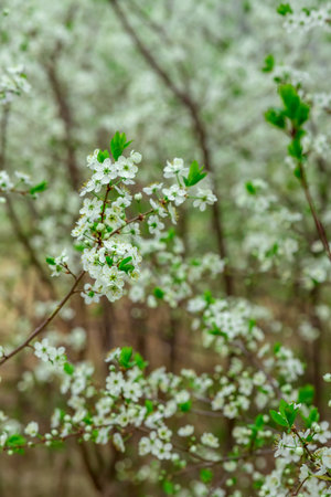 White blossoms with fresh green leaves on branches, creating a soft, airy composition that captures the essence of spring in a serene and peaceful nature settingの写真素材