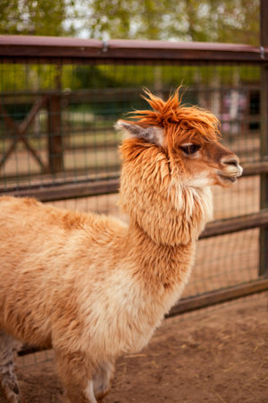 A shaggy camelid with a fluffy coat stands in an enclosure with wooden fences. Its rusty brown fur is thick and woolly, with a distinctive tuft on its head. Trees are visible in the backgroundの写真素材