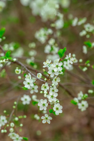 Cluster of delicate white blossoms with green leaves on brown branches, creating a soft, natural background. The flowers are small, with subtle speckles and a gentle springtime vibeの写真素材