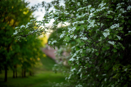 Branch laden with white blossoms stretches over a lush green garden, bathed in gentle sunlight. A pathway is visible in the distance, creating a serene and peaceful atmosphereの写真素材
