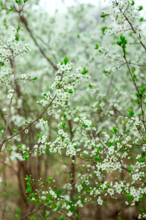 Delicate white blossoms densely cover thin branches, creating a lush, vibrant scene. Small green leaves add contrast. The bokeh effect blurs the background, enhancing depthの写真素材