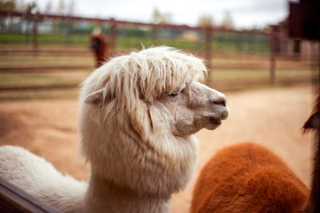 Fluffy white alpaca with long fur stands next to a brown alpaca, enclosed by a fenced area. Background shows blurred greenery and another alpaca visible in the distanceの写真素材