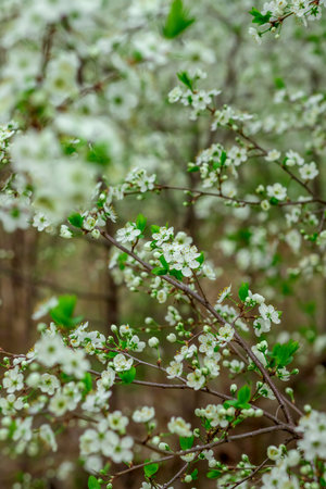 Branches of a blooming bush with small white flowers and green leaves fill the frame, creating a vibrant scene of nature in spring. The atmosphere is fresh and livelyの写真素材