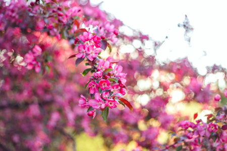 Pink blossoms cluster on a tree branch, surrounded by soft green and pink bokeh. Green leaves intermingle with the vibrant flowers, creating a harmonious blend of colorsの写真素材