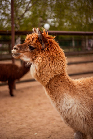 A llama with shaggy, light brown fur stands in a sandy enclosure. Its head is turned sideways, showcasing its profile against a blurred background with fencing and greenery visibleの写真素材