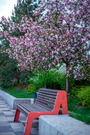 Park bench with a red frame sits beside a flowering tree full of pink blossoms, surrounded by lush greenery. A patterned path lies nearby, enhancing the serene atmosphereの写真素材