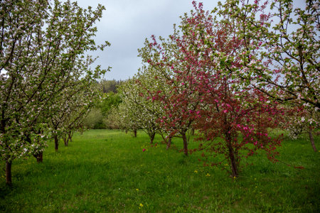 Apple and cherry trees with blossoms in an orchard. Green grass covers the ground. Dense trees are in the background under a cloudy sky, indicating a springtime sceneの写真素材