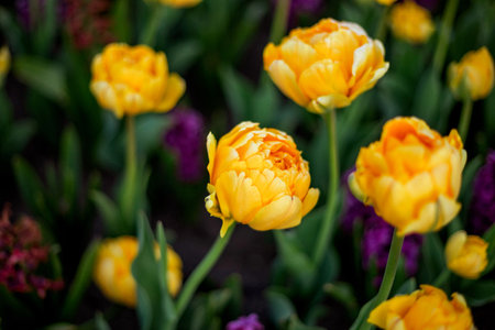 Yellow tulips in full bloom stand amidst green leaves in a garden, complemented by out-of-focus purple flowers in the background, creating a vibrant and colorful displayの写真素材