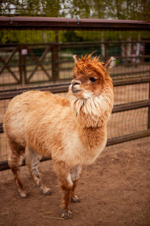 Brown alpaca standing calmly on a dirt path, enclosed by a wooden and wire fence with sparse greenery behind. The alpaca has fluffy fur and is gazing slightly to the sideの写真素材