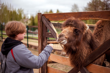 A young person in a gray jacket with a red backpack faces a camel behind a wooden fence. The camel, with brown fur, looks back at the individual. Trees are visible in the distanceの写真素材