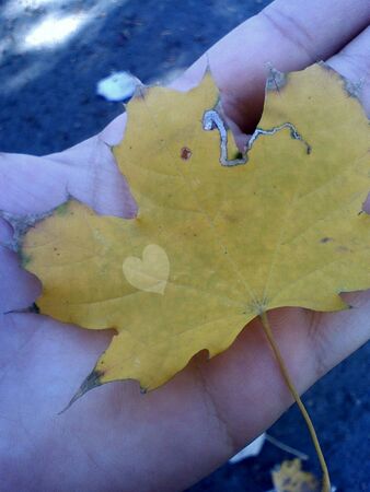 Tiny heart on a leafの写真素材