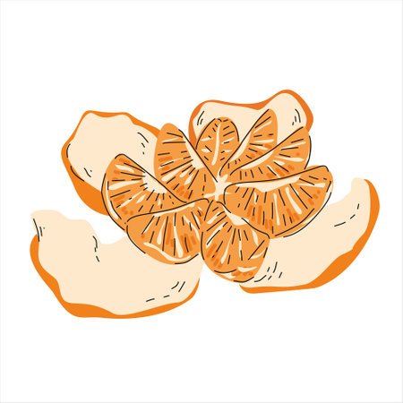 Hand-Drawn Illustration of a Peeled Tangerine with Segmentsのイラスト素材