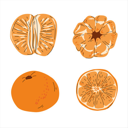 Hand-Drawn Tangerine Illustrations in Four Different Viewsのイラスト素材