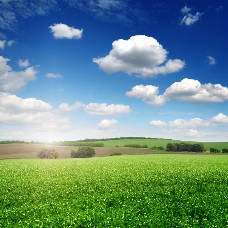 picturesque pea field and blue sky backgroundの写真素材