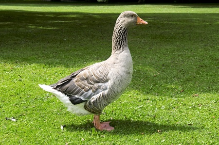 Gray goose on a green lawnの写真素材
