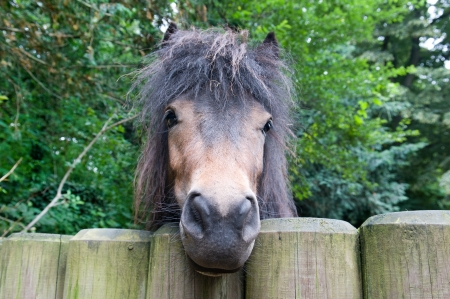 ponies and wooden fenceの写真素材