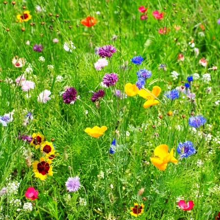 wild flowersの写真素材