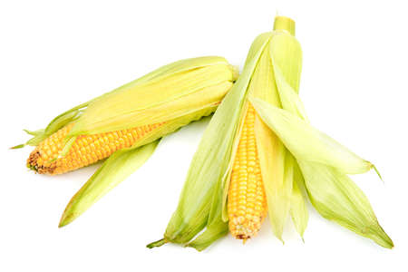 Corn cobs isolated on a white backgroundの写真素材