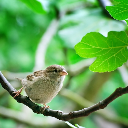 sparrow  on a tree branchの写真素材