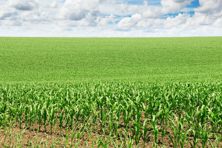 corn field with the young shoots