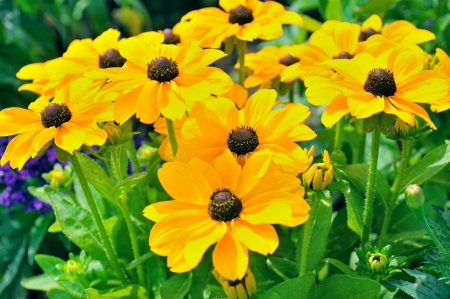 background of yellow daisiesの写真素材