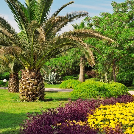 Tropical palm trees in a beautiful parkの写真素材