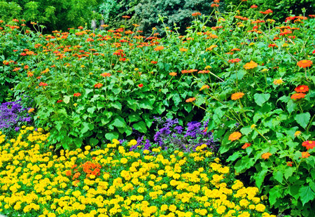 Beautiful flowerbed in summer parkの写真素材