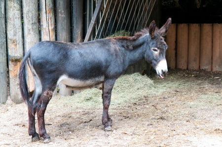 funny little donkey in the zooの写真素材