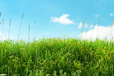 multicolored grass meadow and blue skyの写真素材