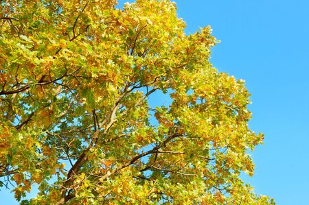 tree branches with yellow leaves against the blue skyの写真素材